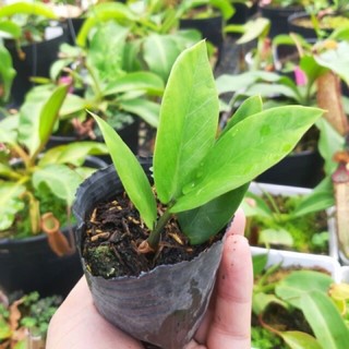 Mầm cây kim tiền mini giống