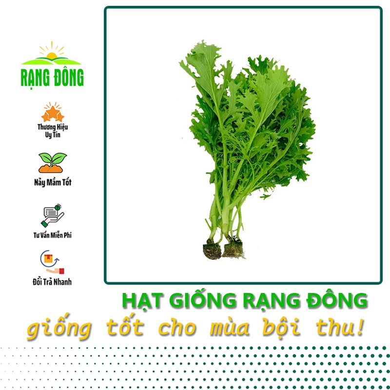 Hạt giống Cải Bẹ Xanh Đuôi Phụng trồng quanh năm, sinh trưởng tốt (gói 20gr) - Hạt giống Rạng Đông