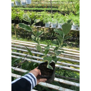 Cây giống chanh cẩm thạch