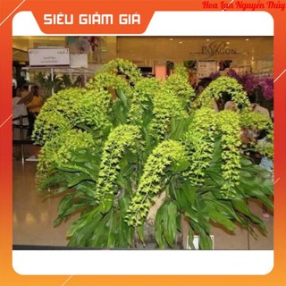 Lan Vũ Nữ Hoàng Hậu Xanh Cây Trưởng Thành đẹp