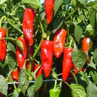 Hạt giống Ớt sừng ngọt