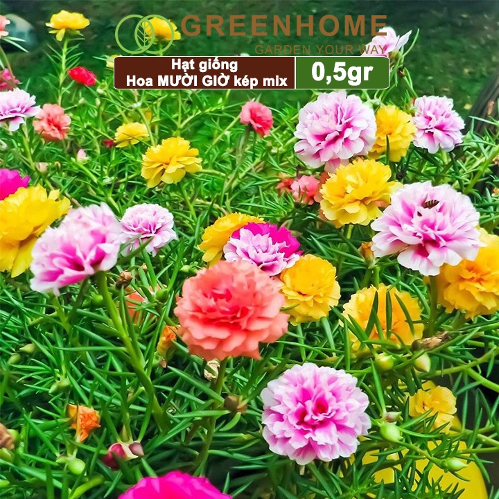 Hạt giống hoa mười giờ Greenhome, gói 0.5gr, bông to, cánh kép, nhiều màu, rất dễ trồng H08