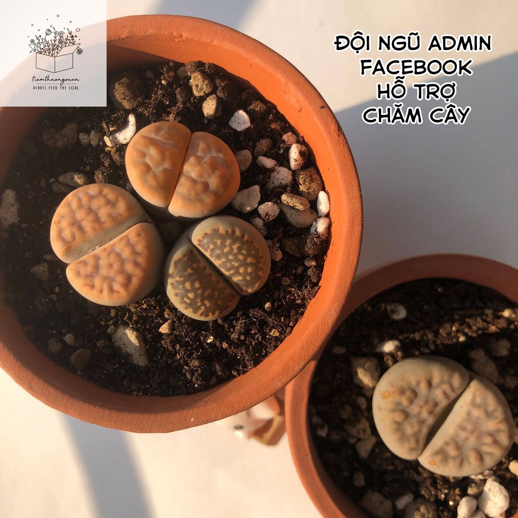 Sen mông - Lithops - Cây, hạt giống sen đá đẹp - Cây cảnh trang trí - Tiệm Thường Xuân