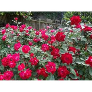 Hồng cổ Đỏ Huế -Hồng Quế Son- hàng hiếm