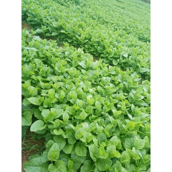 ANTONIK kích thích sinh trưởng