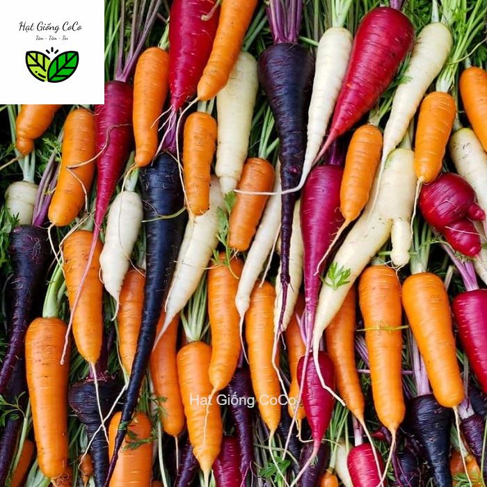 Hạt Giống Cà Rốt Mix Nhiều Màu Gói 40 Hạt