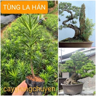 Tùng La Hán, Cây phong thủy, cây giống Tùng La Hán