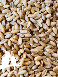 2kg hạt lúa mì (lúa mạch) vàng, hạt đẹp tỉ lệ nảy mầm cao.