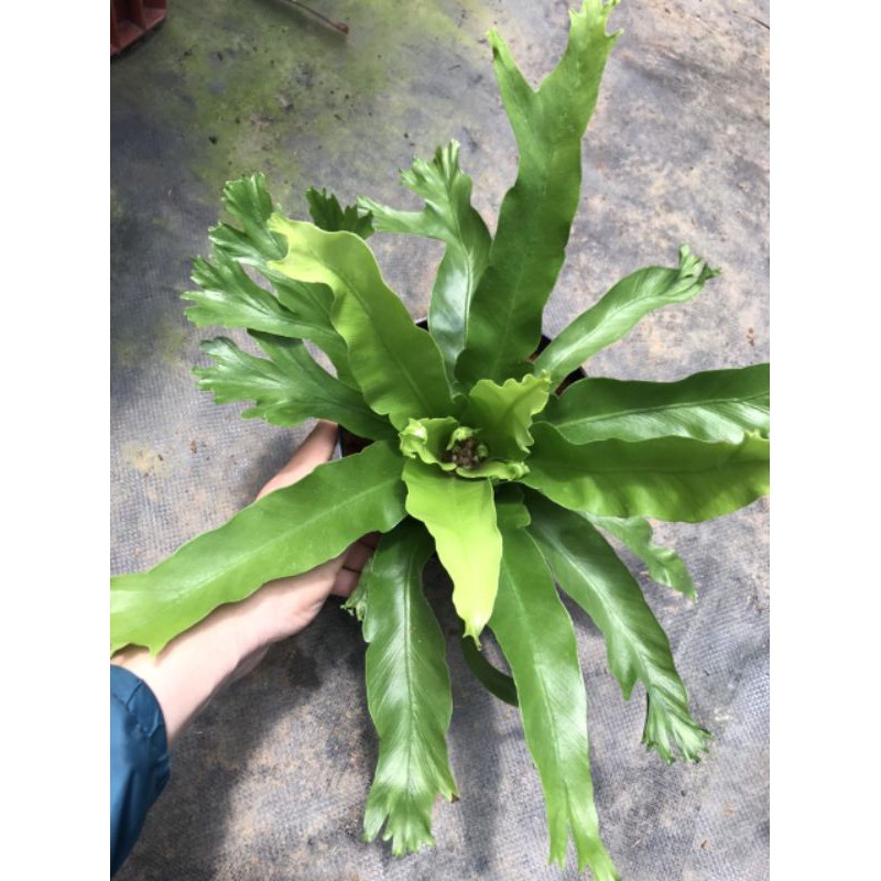 Chậu cứng Dương xỉ gạc nai