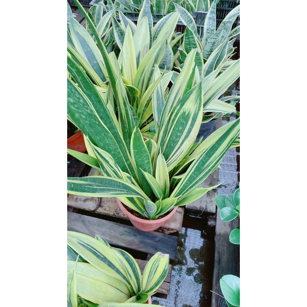 Lưỡi Hổ Hoàng Kim Lớn