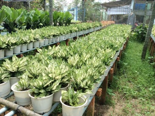 Cây Ngọc Ngân