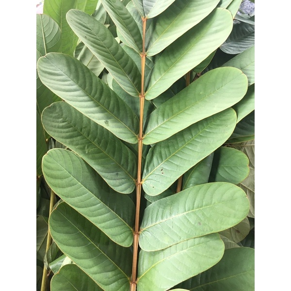 Lá muồng trâu 500gram