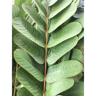 Lá muồng trâu 500gram