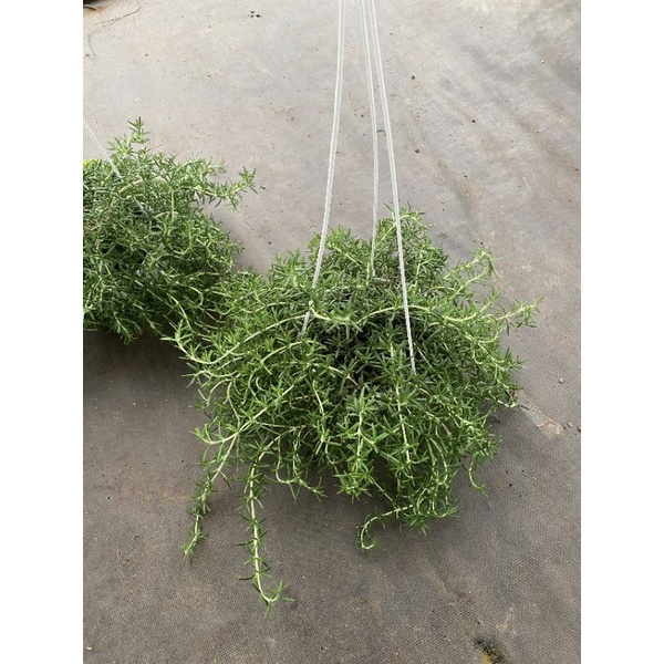 Chậu treo Hương thảo rũ