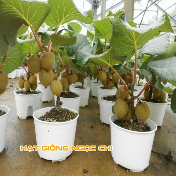 Hạt Giống Quả Kiwi (Hạt Giống Ngọc Chi) - 30 Hạt