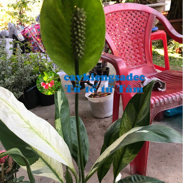 caykiengsadec cây lan ý lá var + tặng  phân bón - hoa kiểng lá - trang trí nội thất cảnh quan sân vườn ngoài trời