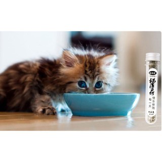 Cỏ bạc hà mèo CATNIP ❤️