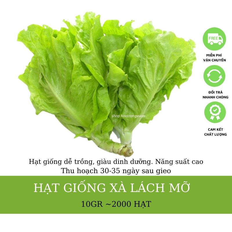 Hạt Giống Rau Xà Lách Mỡ -  10 gram