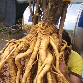 Đinh lăng nếp