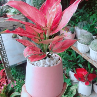 Chậu Vạn Lộc Hồng
