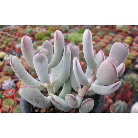 100 hạt giống hoa sen đá kim cương