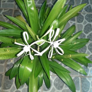 Cây Bạch Trinh Biển