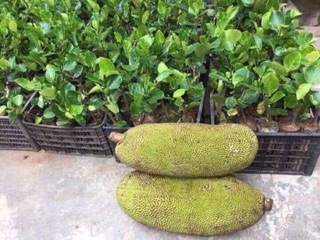Mít malai khổng lồ