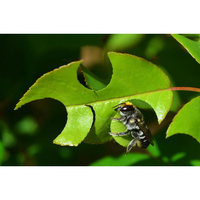 Giấm gỗ sinh học BIFFAEN chai 500ml - Bảo vệ sinh học thực vật: Xua đuổi hoặc tiêu diệt côn trùng ruồi nhặng, ruồi đục