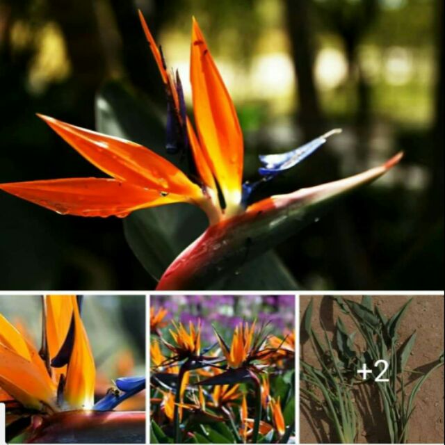 Cây giống hoa thiên điểu (Cây thật)