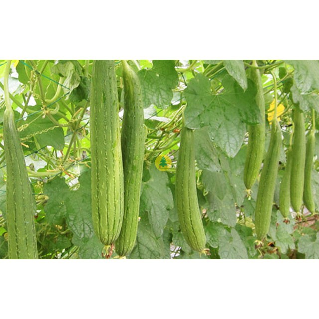 Hạt giống mướp hương F1 thanh ho