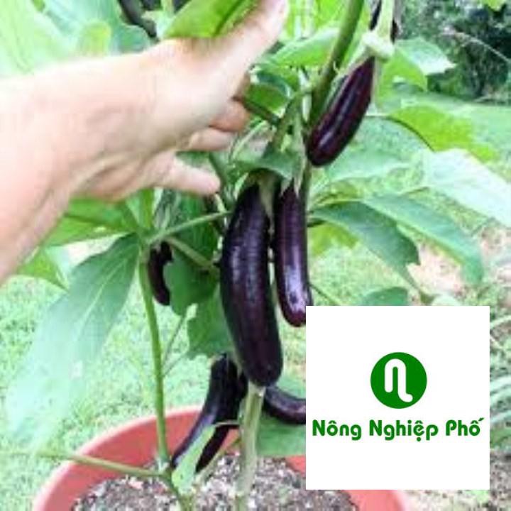 50 hat giống cà tím dài đen PHUNONG