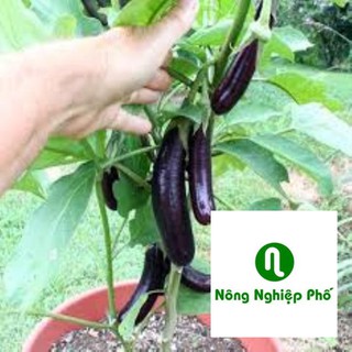 50 hat giống cà tím dài đen phunong