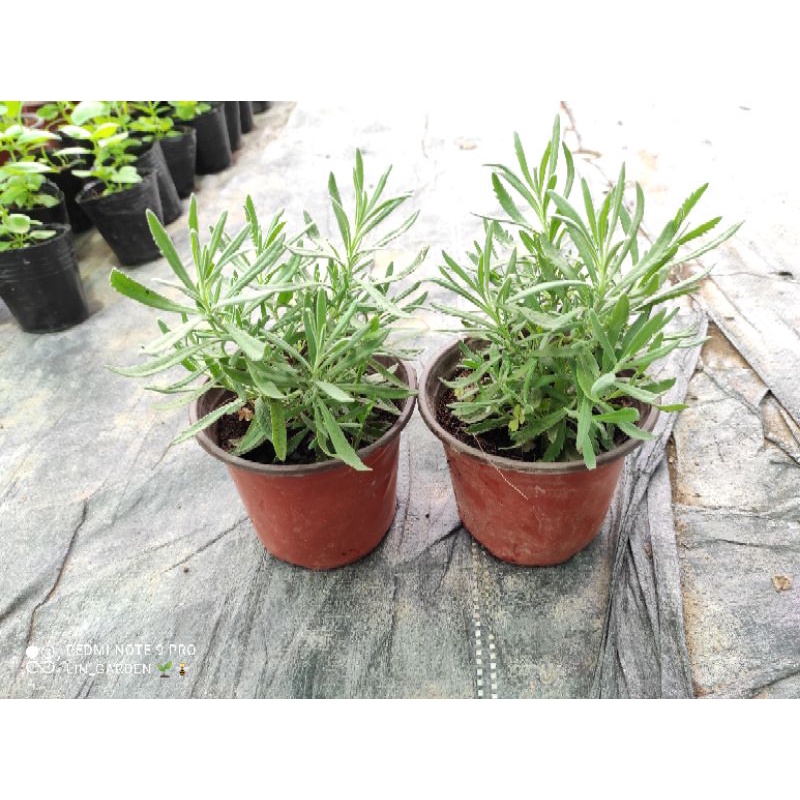 cây hoa oải hương - lavender chịu nhiệt