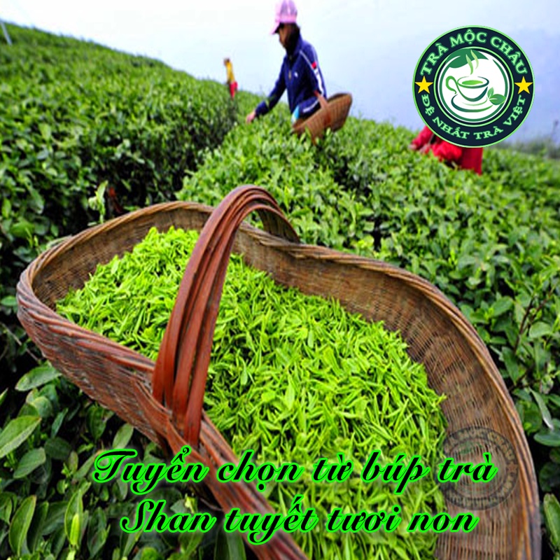 Trà Shan Tuyết Sạch Mộc Châu 500g - Trà Mộc Châu Đặc Sản - Nước Trà Xanh Hương Trà Thơm