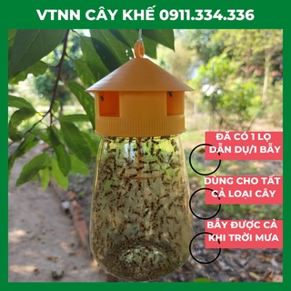 Bẫy ruồi vàng có thuốc ruồi vàng và thuốc diệt ruồi vàng