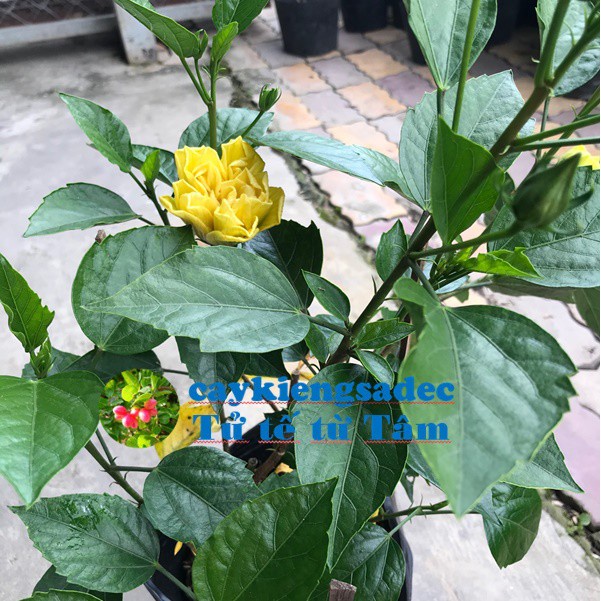 caykiengsadec-hoa bụt vàng (cánh kép)+Tặng Phân Bón-trang trí nội thất cảnh quan sân vườn ngoài trời - hoa kiểng lá