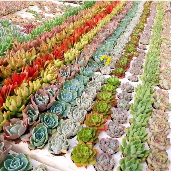 Sen đá mini 84 cây mix nhiều loại SONDA GARDEN đường kính 2,5-4cm, cây cảnh trang trí nhà cửa, lỗi 1 đổi 1