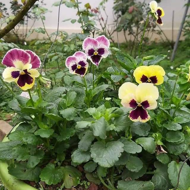 Hoa pansy mix màu