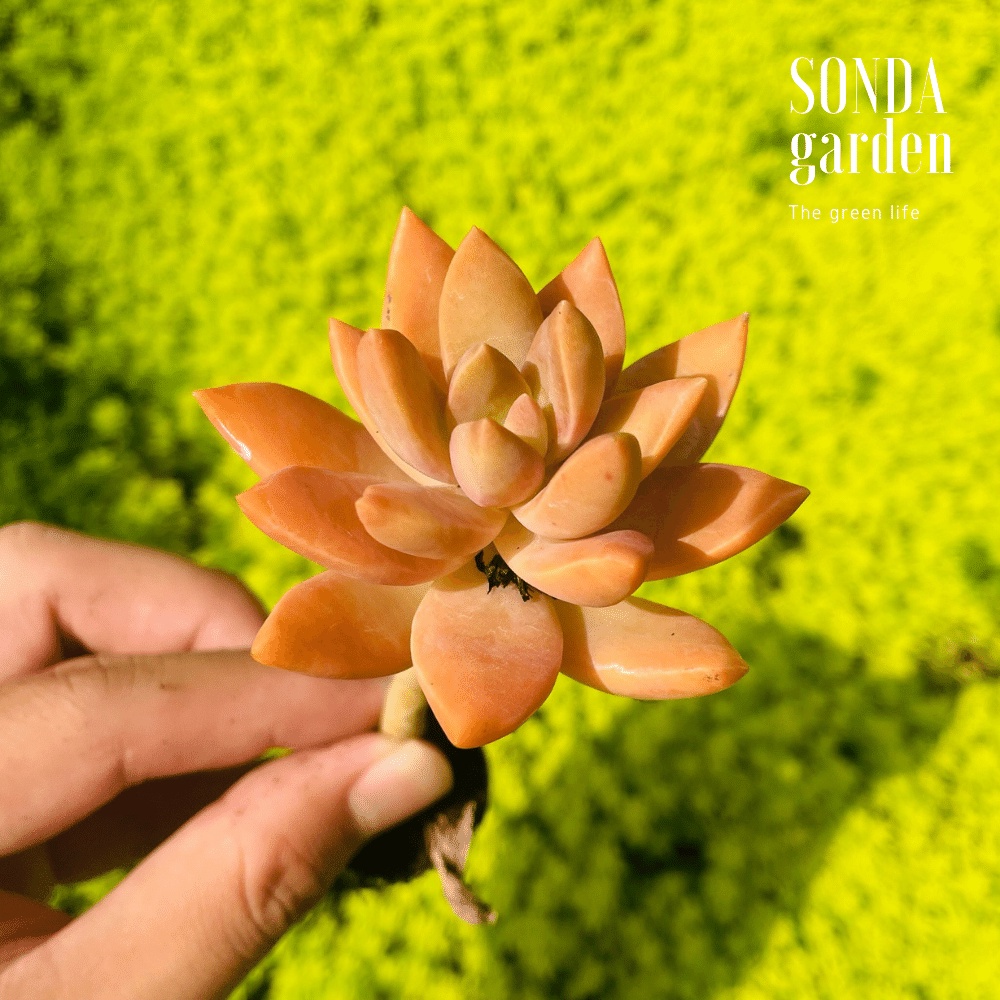 Sen đá đá đỏ cổ thụ SONDA GARDEN size mini 2.5-4cm, cây cảnh trang trí nhà cửa, lỗi 1 đổi 1