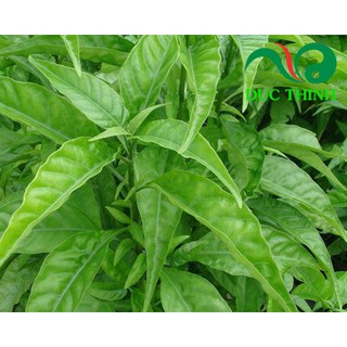 Cây Hoàn Ngọc 1kg