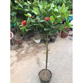 cây mẫu đơn ta