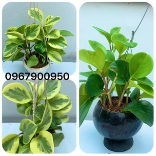 Cây Trường Sinh - Cây phong thuỷ.