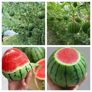 Hạt giống dưa hấu baby táo leo giàn siêu ngọt (gói 20 hạt)