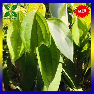 Chậu Cây Giống tiêu Phú Quốc