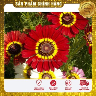 Hạt giống hoa Cúc Chi mix (100 hạt )