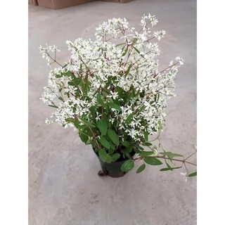 Cây hoa Babi Tuyết (cây thật)