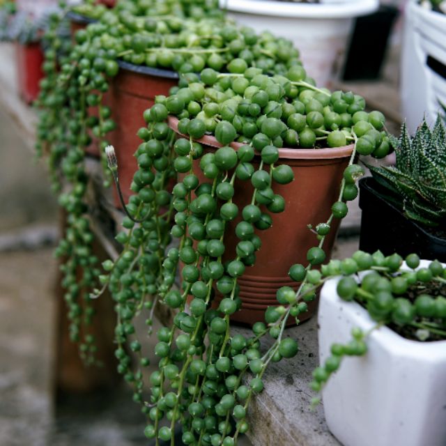 50 sen đá giọt nước