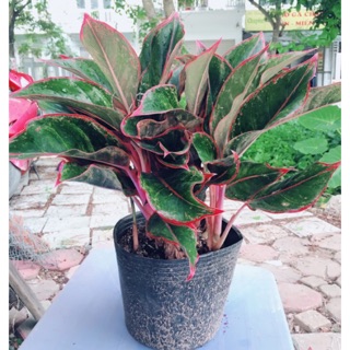 Cây phú quý cây phong thủy mang lại tài lộc phú quý