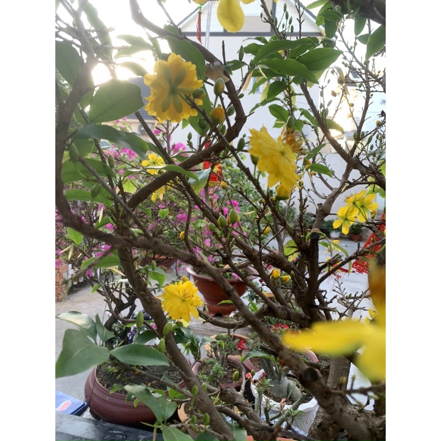 ĐẤT HỮU CƠ TRỒNG RAU TRÔNG HOA LAVAMIX PRO 22 LIT, giá thể dinh dưỡng trồng cây tiện lợi