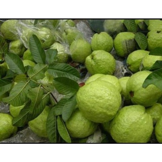 Combo 3Kg Ổi Nữ Hoàng